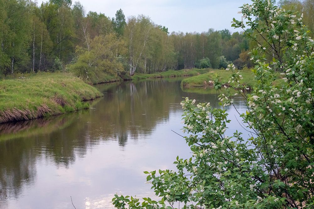 07 Черёмуха и в пасмурный прохладный день радует глаз, ...