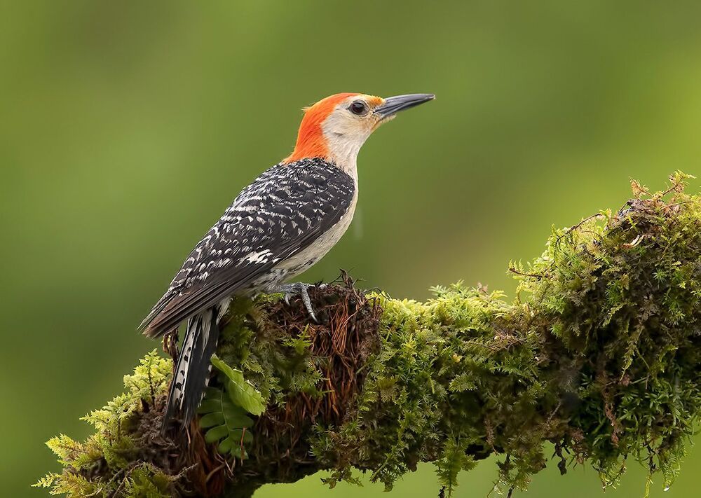 Дятлы. Каролинский меланерпес  - Red-bellied Woodpecker