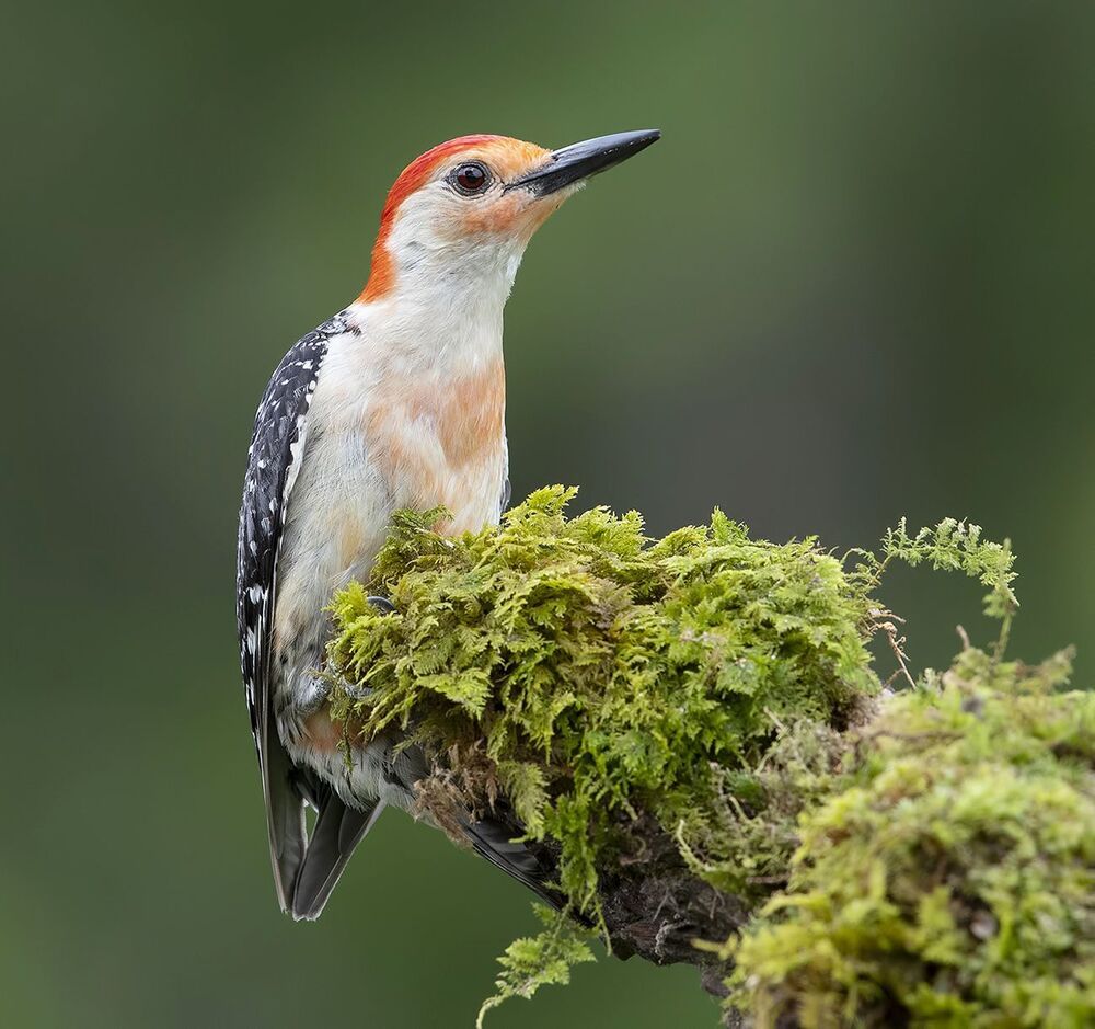Дятлы. Каролинский меланерпес  - Red-bellied Woodpecker