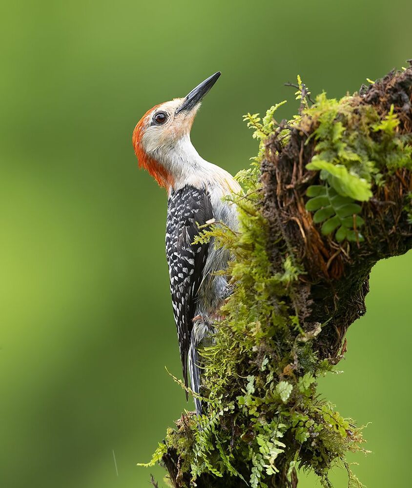Дятлы. Каролинский меланерпес  - Red-bellied Woodpecker