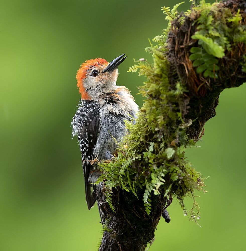 Дятлы. Каролинский меланерпес  - Red-bellied Woodpecker