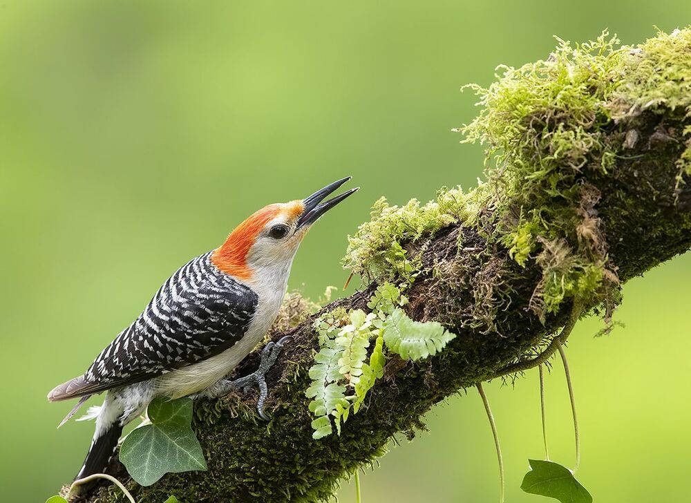Дятлы. Каролинский меланерпес  - Red-bellied Woodpecker