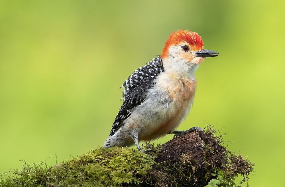 Дятлы. Каролинский меланерпес  - Red-bellied Woodpecker