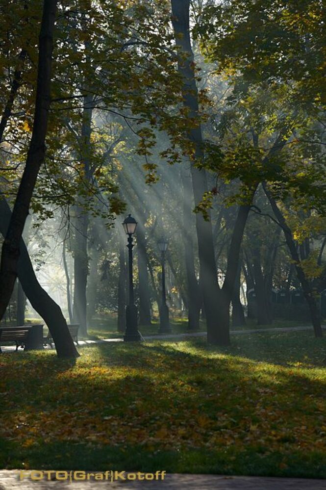 Последнее осеннее солнце пробивается сквозь кроны деревьев парка.