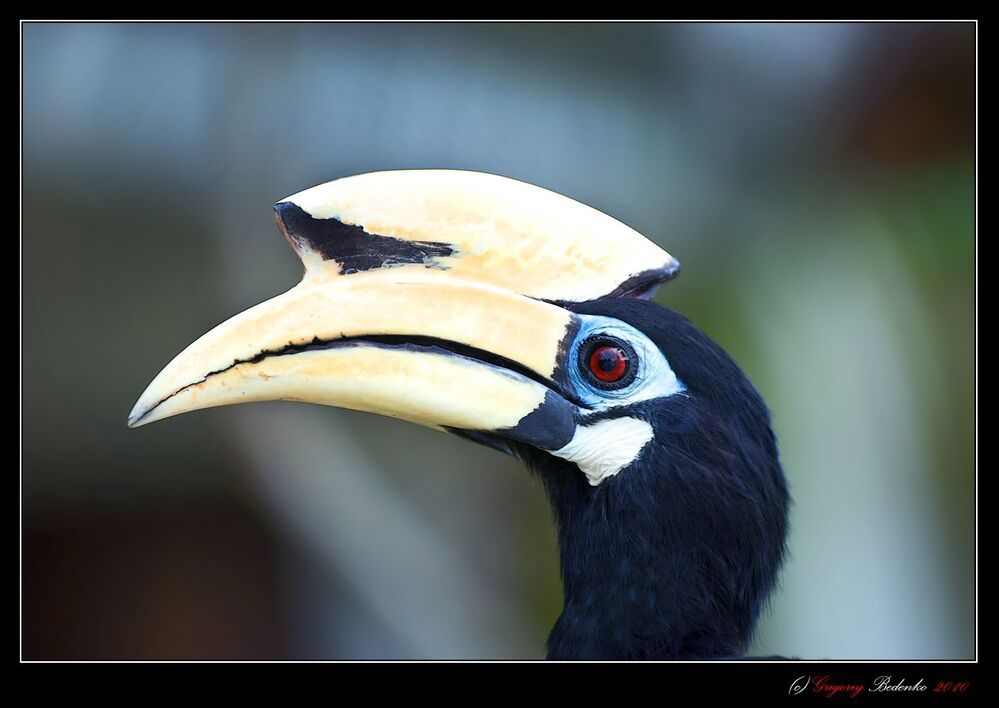 Это "хорнбил" (Hornbill), или "Птица-носорог". Латинское название Anthracoceros albirostris.