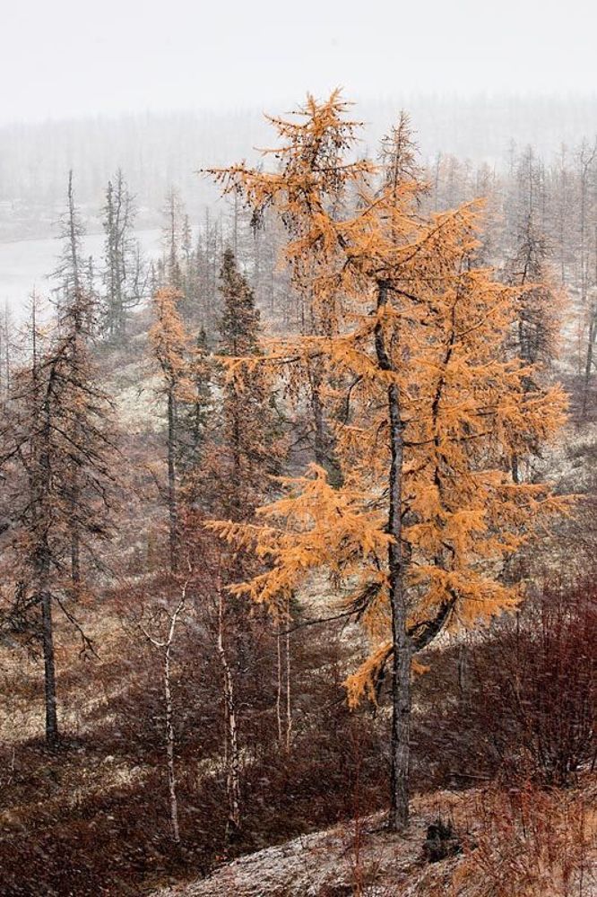 первооктябрьский снег