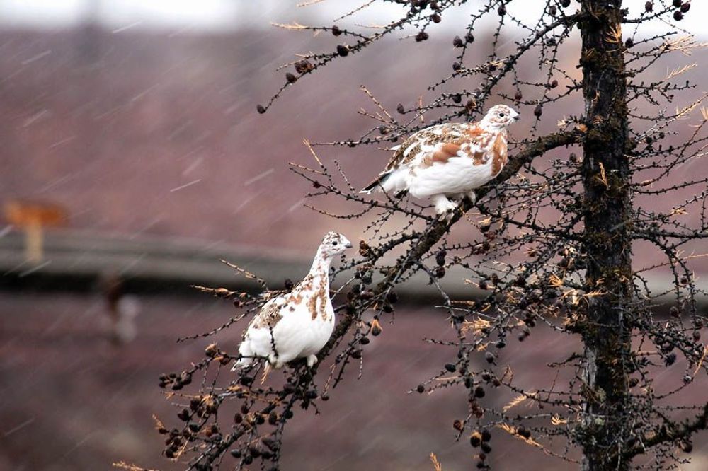 первооктябрьский снег