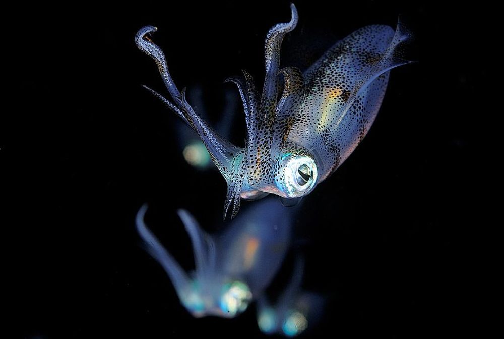 Anilao. Fish Market Berth. Night dive & Calmares