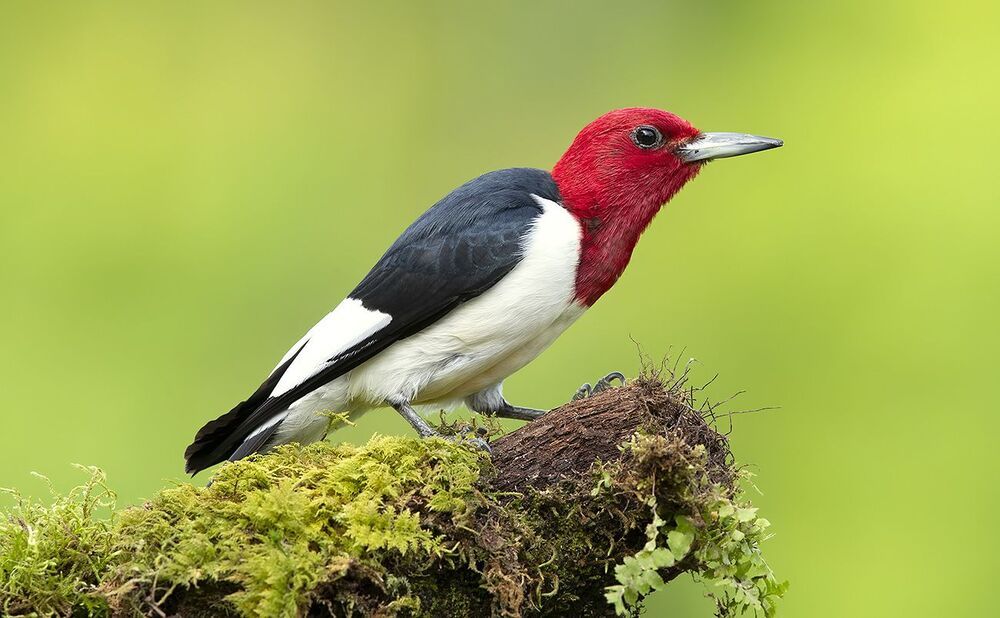 Red-headed woodpecker -Красноголовый меланерпес