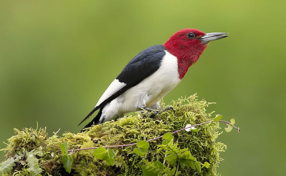 Red-headed woodpecker -Красноголовый меланерпес
