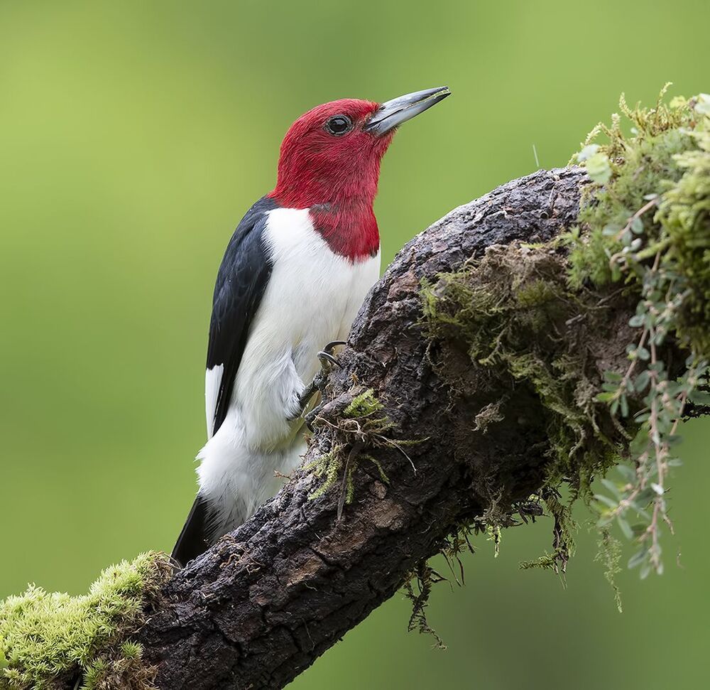 Red-headed woodpecker -Красноголовый меланерпес