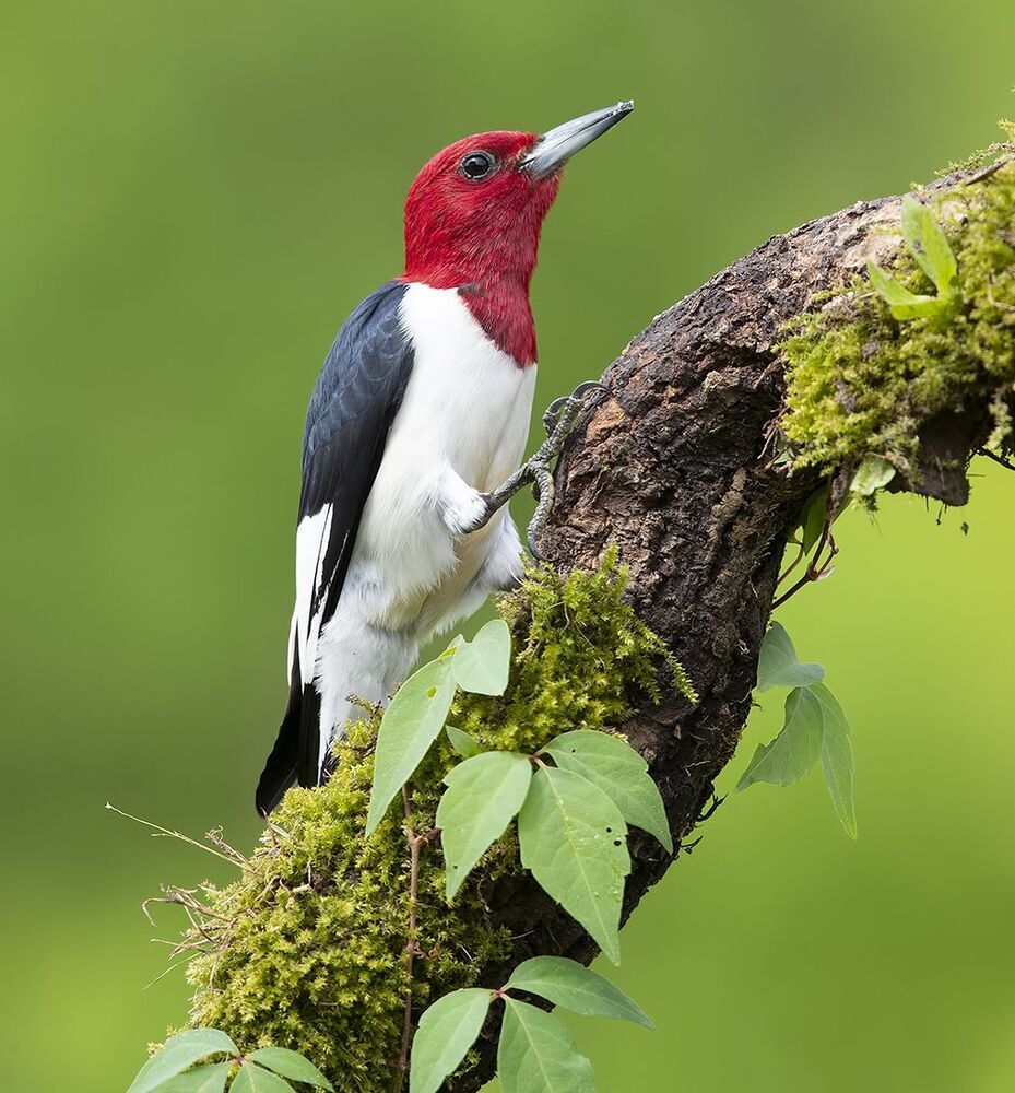 Red-headed woodpecker -Красноголовый меланерпес