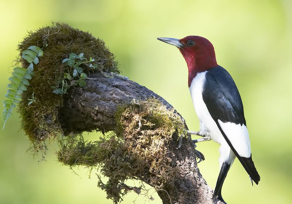 Red-headed woodpecker -Красноголовый меланерпес