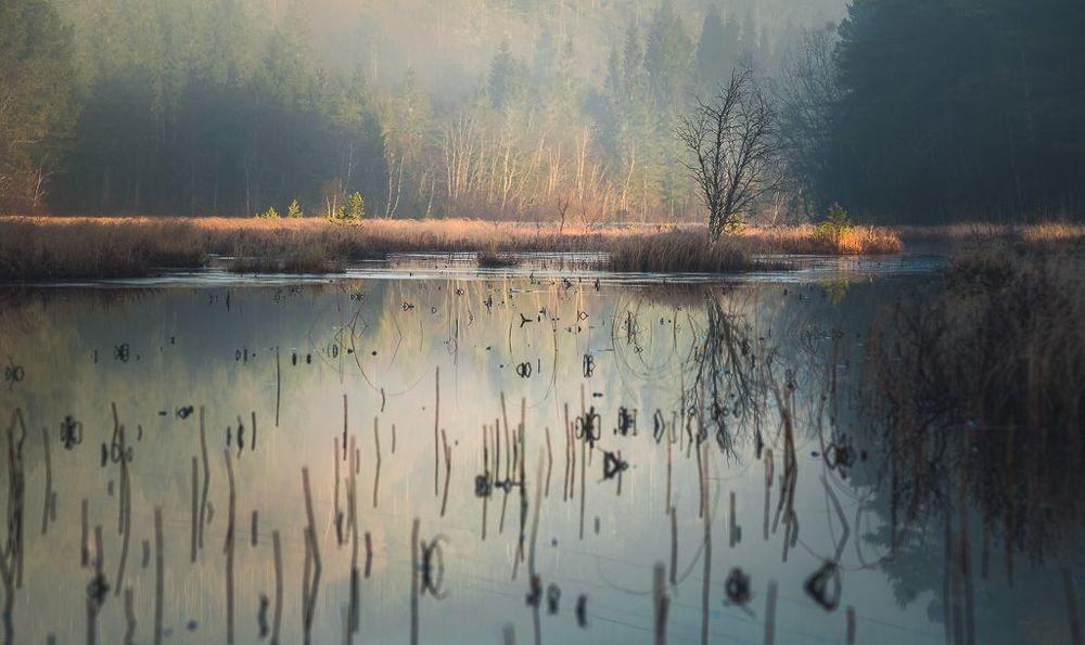 Morning on marshland