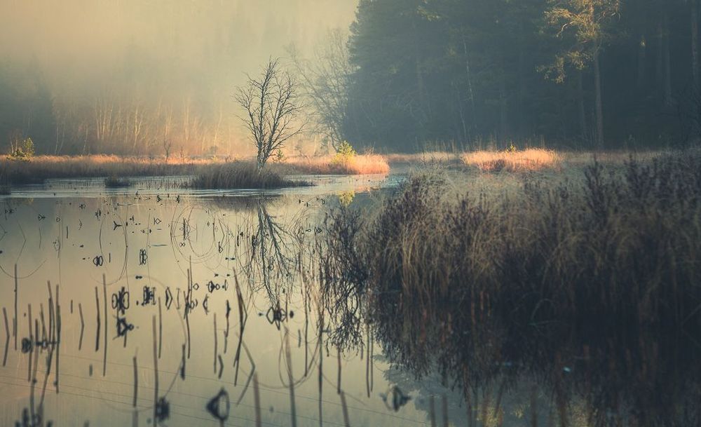 Morning on marshland