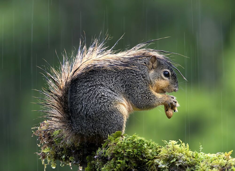 Fox Squirrel in rain - Лисья Белка