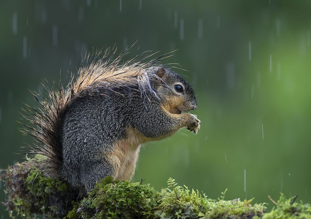 Fox Squirrel in rain - Лисья Белка
