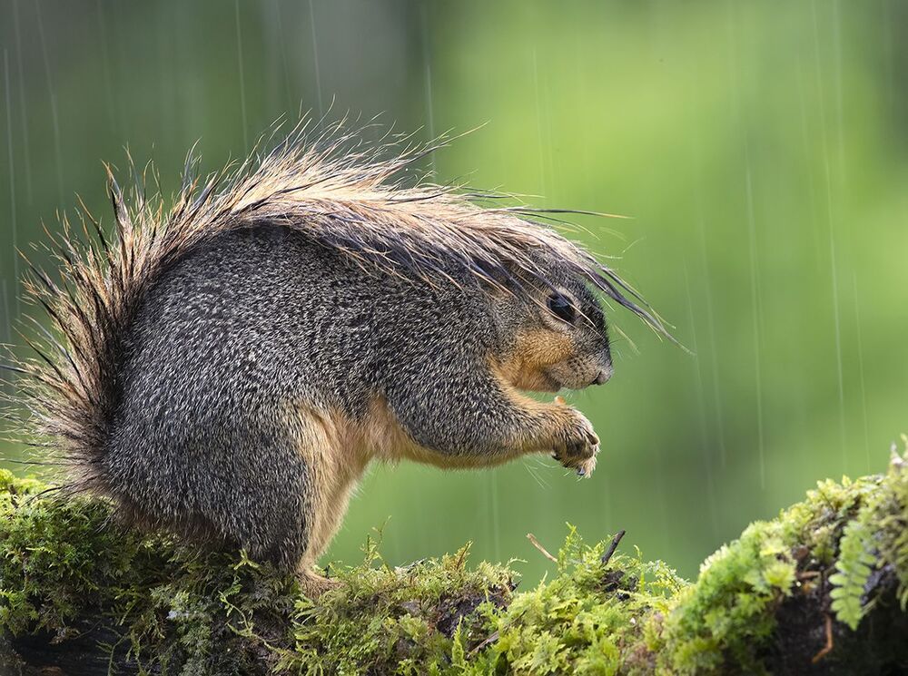 Fox Squirrel in rain - Лисья Белка