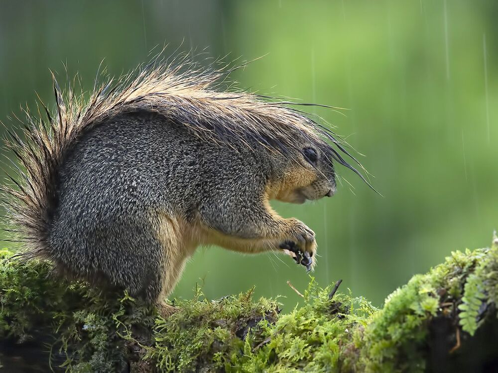 Fox Squirrel in rain - Лисья Белка