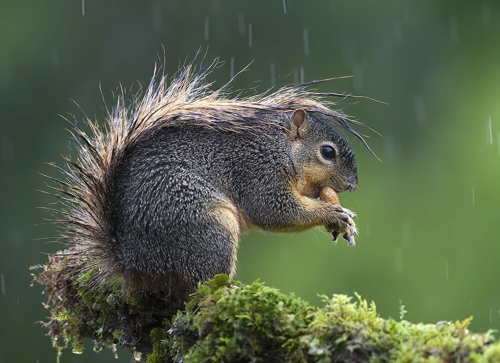 Fox Squirrel in rain - Лисья Белка