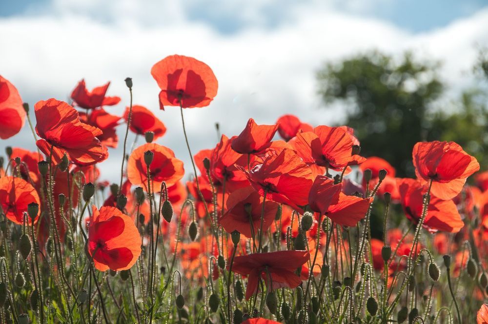 Poppys
