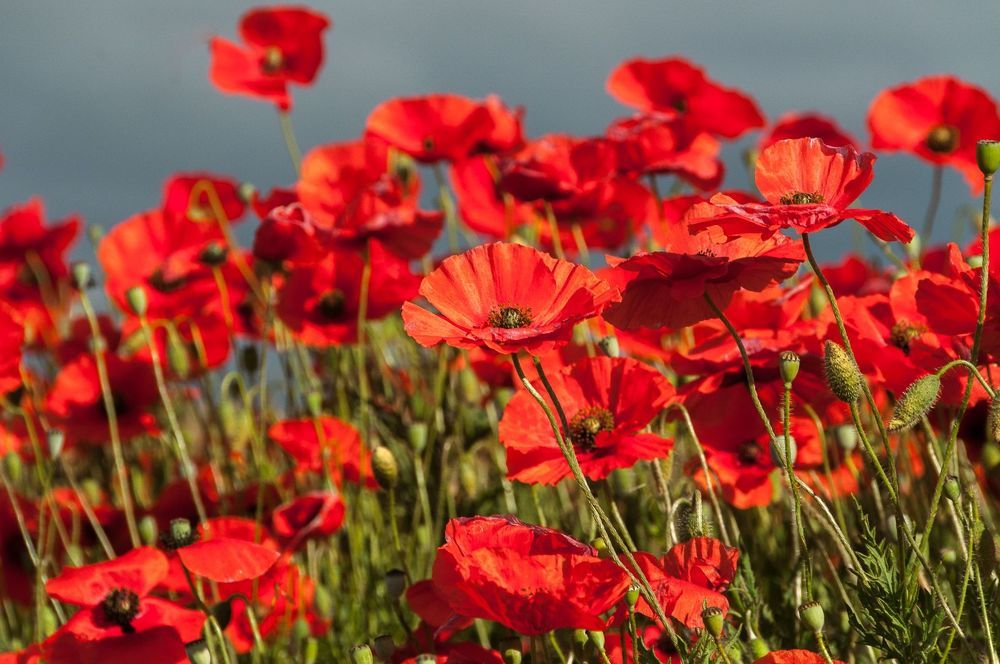 Poppys