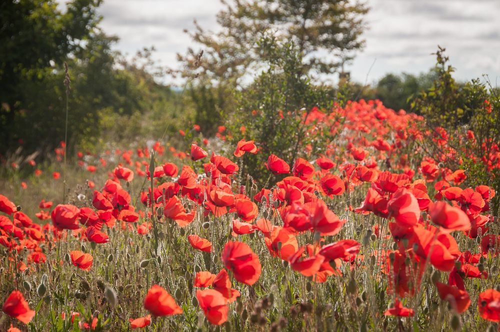 Coquelicots
