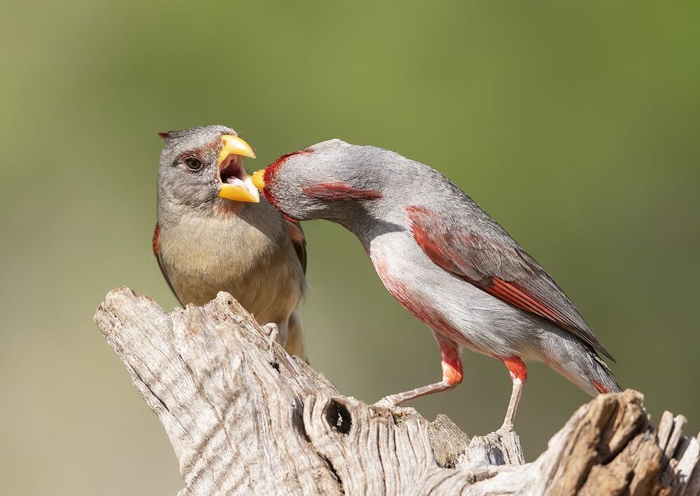 Feeding Time. Pyrrhuloxia - Пустынный кардинал или Попугайный кардинал