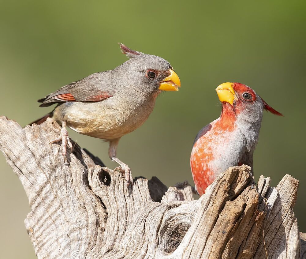 Feeding Time. Pyrrhuloxia - Пустынный кардинал или Попугайный кардинал