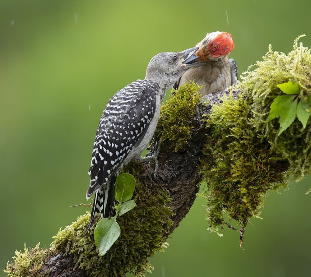 Feeding Time. Red-bellied Woodpecker - Каролинский меланерпес