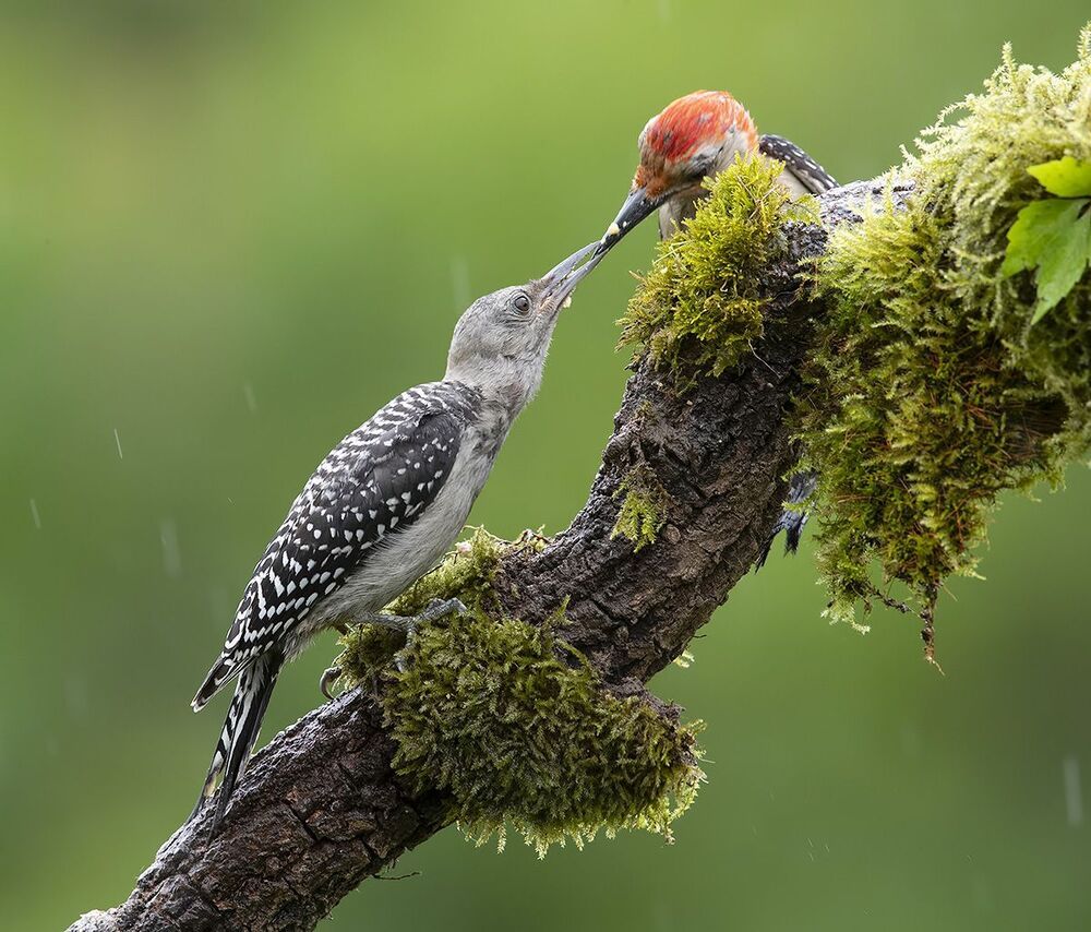 Feeding Time. Red-bellied Woodpecker - Каролинский меланерпес