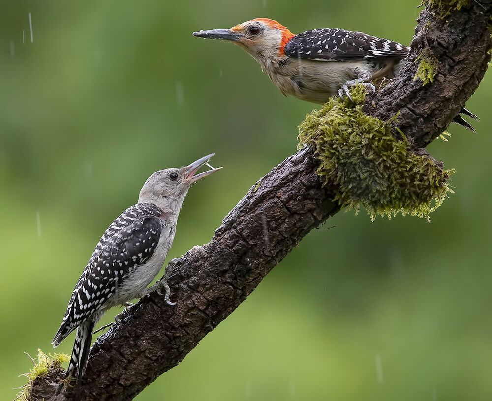 Feeding Time. Red-bellied Woodpecker - Каролинский меланерпес