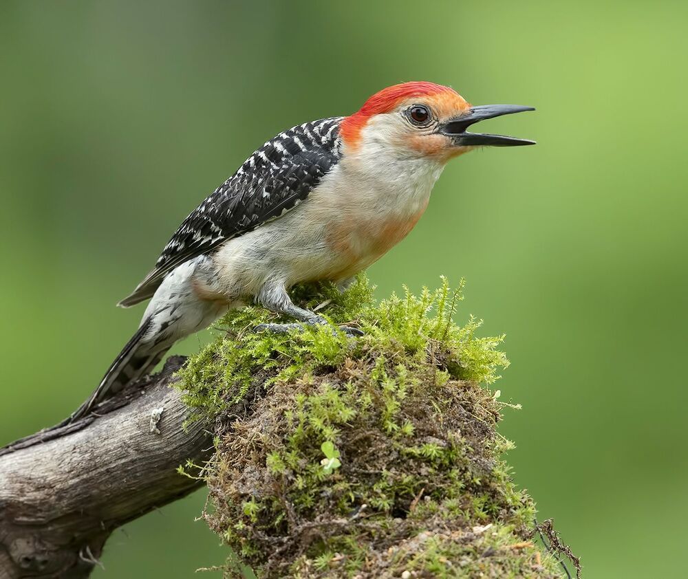 Feeding Time. Red-bellied Woodpecker - Каролинский меланерпес