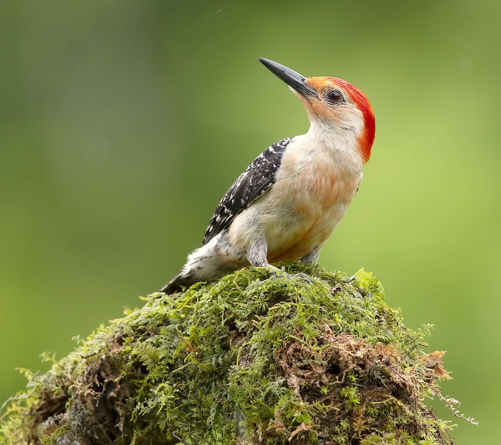 Feeding Time. Red-bellied Woodpecker - Каролинский меланерпес