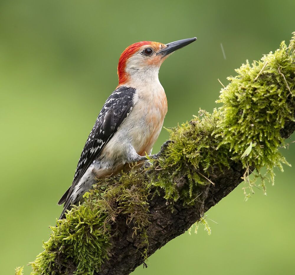 Feeding Time. Red-bellied Woodpecker - Каролинский меланерпес