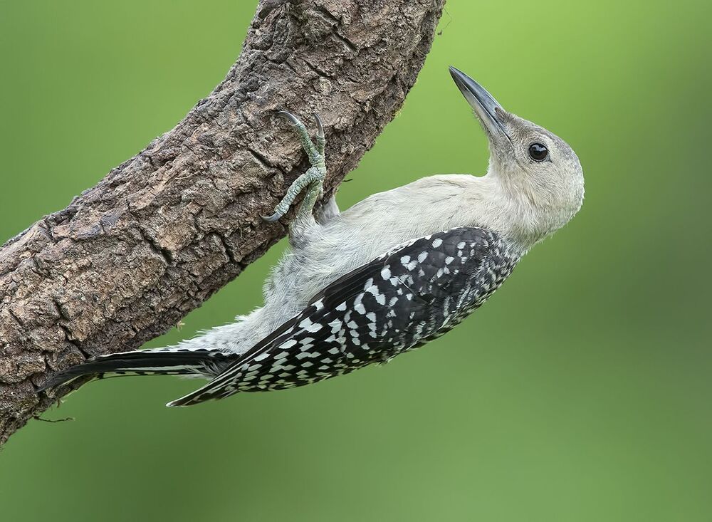 Feeding Time. Red-bellied Woodpecker - Каролинский меланерпес