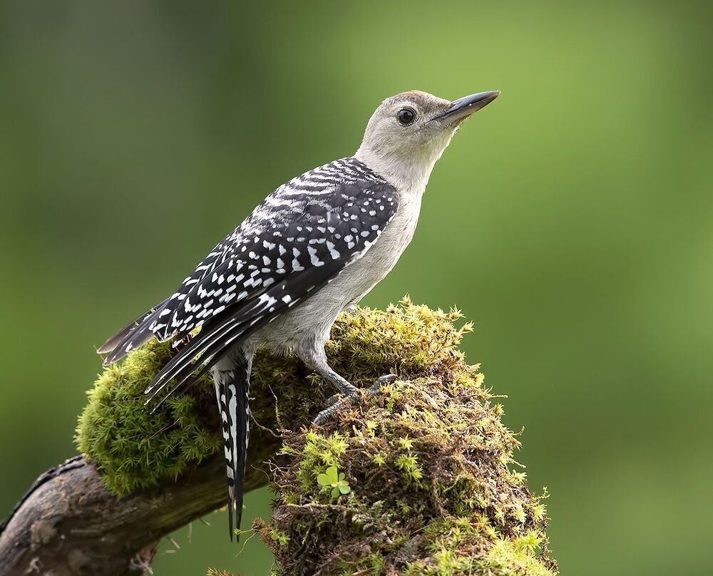 Feeding Time. Red-bellied Woodpecker - Каролинский меланерпес