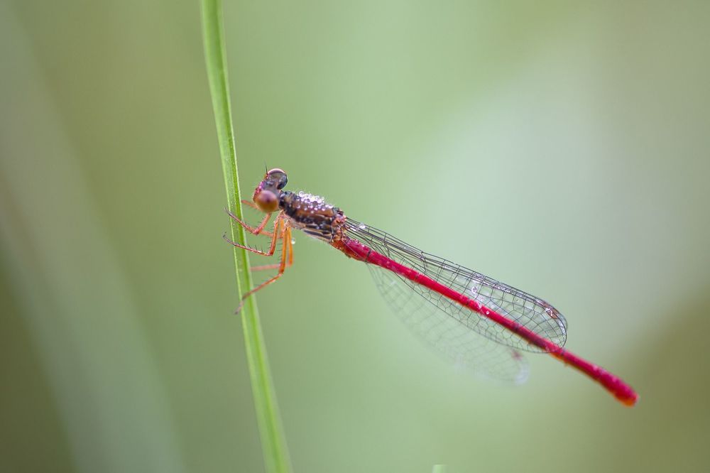 Dragonfly