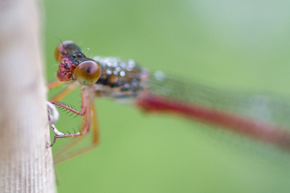 Dragonfly