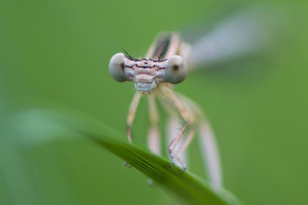 Dragonfly