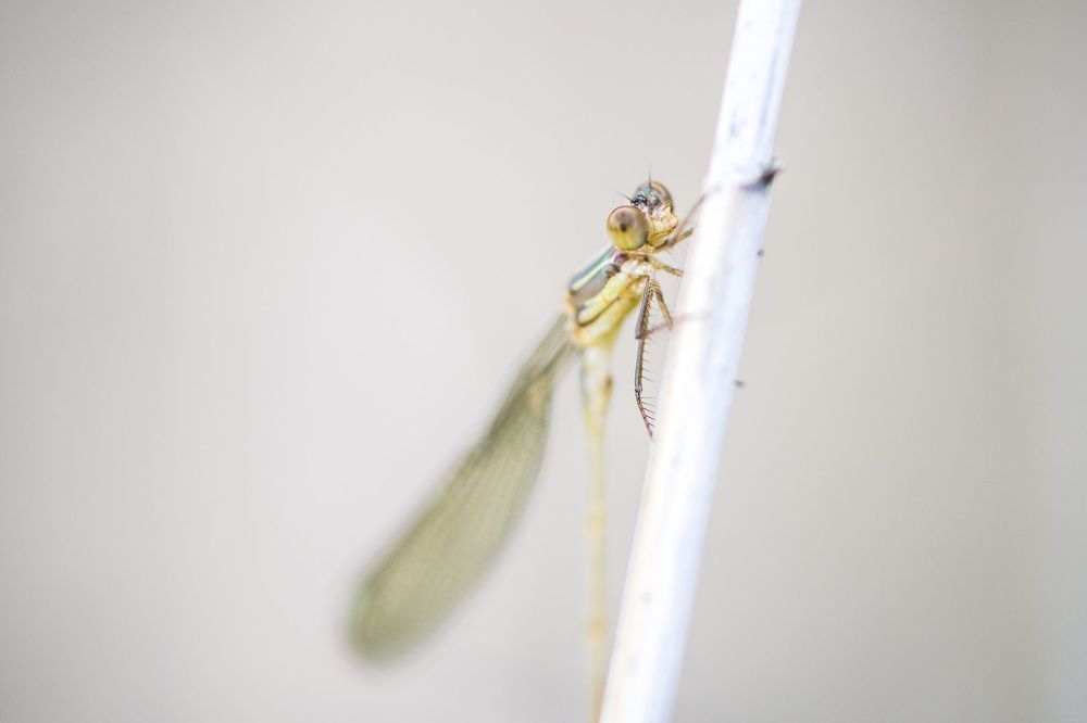 Dragonfly