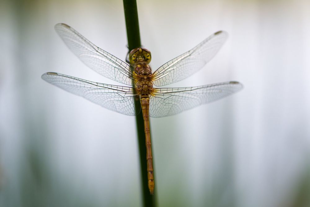 Dragonfly