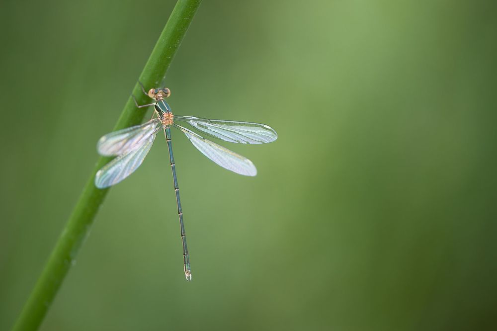 Dragonfly