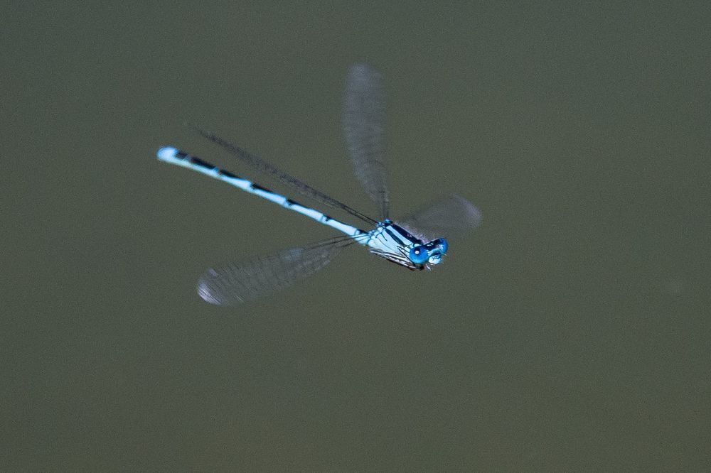 Dragonfly