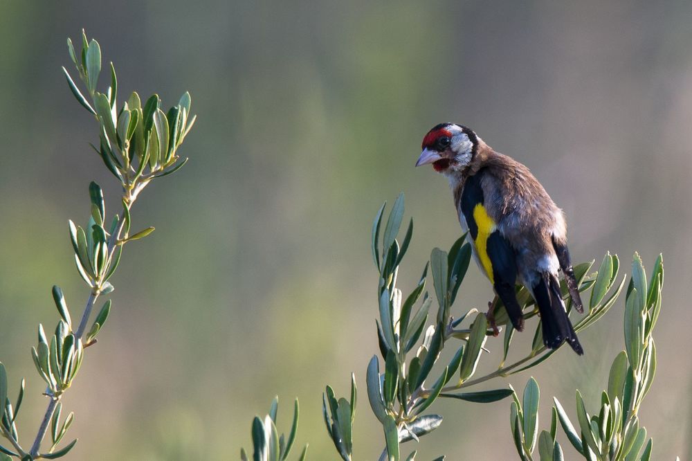 Goldfinch