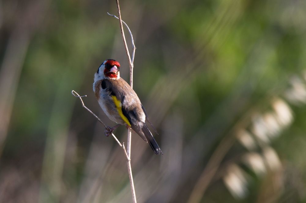 Goldfinch