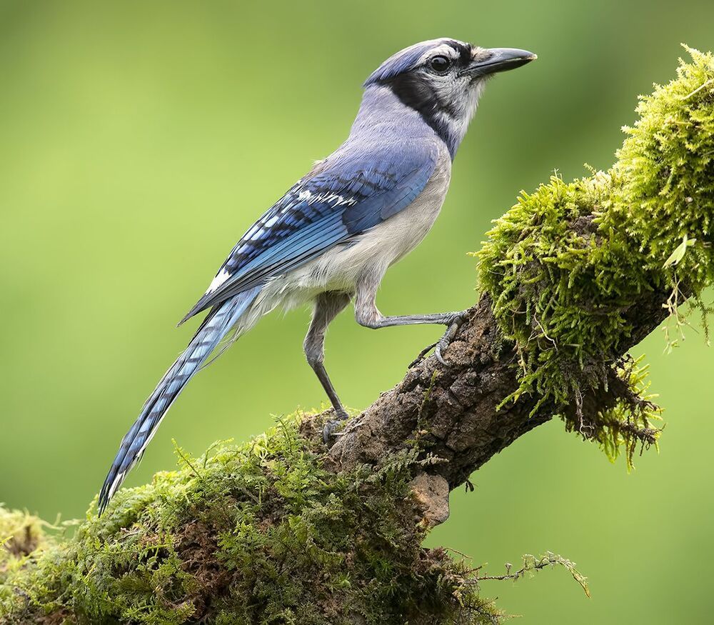 Голубая сойка и молодые сойки - Blue Jay