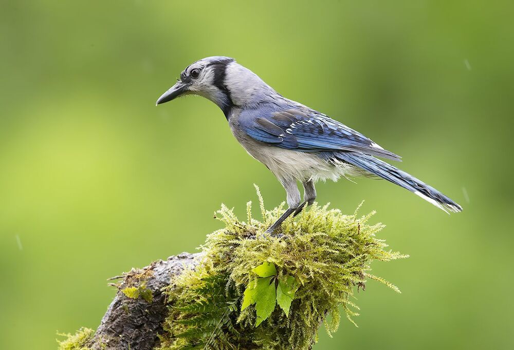 Голубая сойка и молодые сойки - Blue Jay