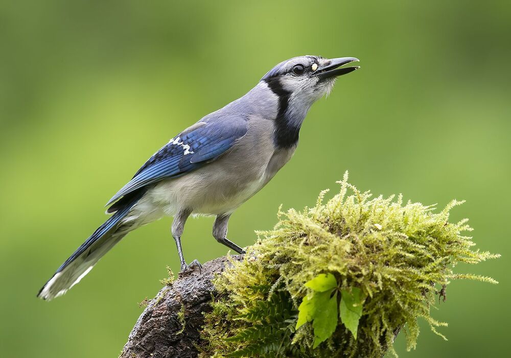 Голубая сойка и молодые сойки - Blue Jay