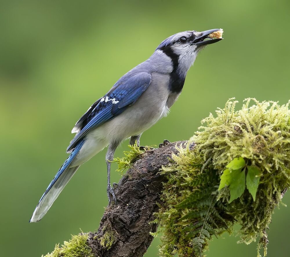 Голубая сойка и молодые сойки - Blue Jay